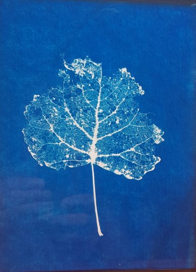 20250817-cyanotype1 20250817-cyanotype1