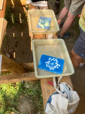 20250818-cyanotype3 20250818-cyanotype3