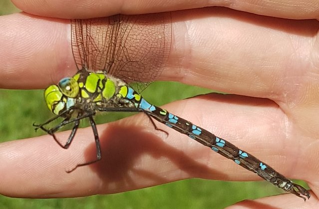 aeshne_bleue aeshne_bleue