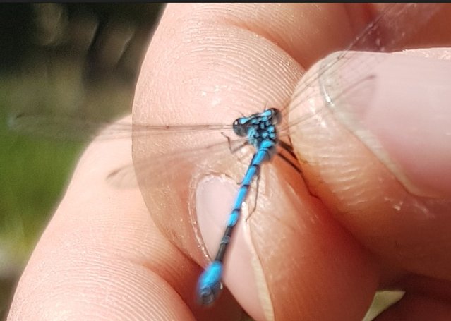 agrillon_jouvencelle agrillon_jouvencelle