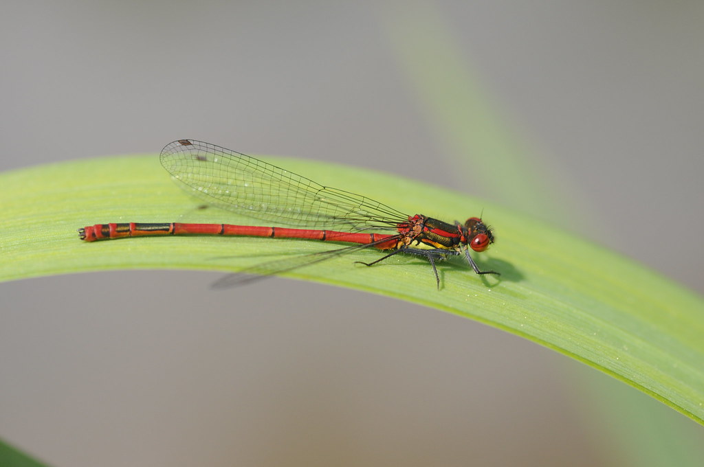 petite_nymphe petite_nymphe