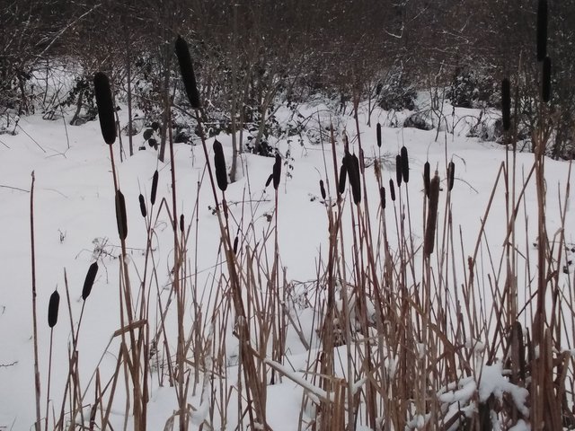 Les massettes en hiver massettes_hiver640x480